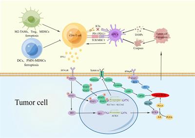 The crosstalk of CD8+ T cells and ferroptosis in cancer